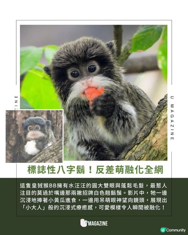 老成又幼態！皇狨猴BB爆紅｜ 超強反差萌！自帶招牌八字白鬍子                                                    