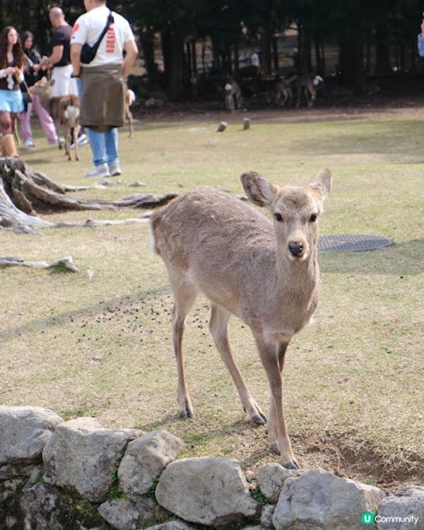 【旅遊日本】奈良親人鹿鹿公園 + 必食志津香