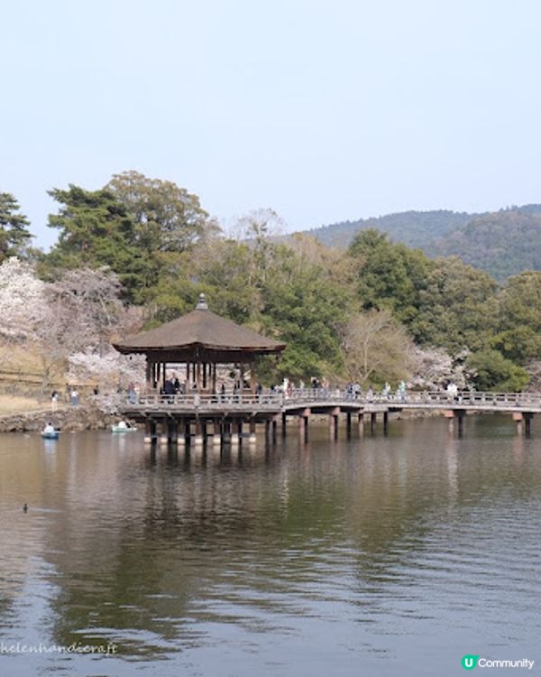 【旅遊日本】奈良親人鹿鹿公園 + 必食志津香