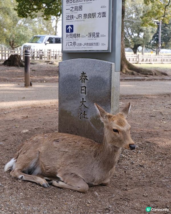 【旅遊日本】奈良親人鹿鹿公園 + 必食志津香