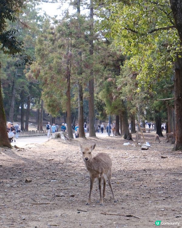 【旅遊日本】奈良親人鹿鹿公園 + 必食志津香