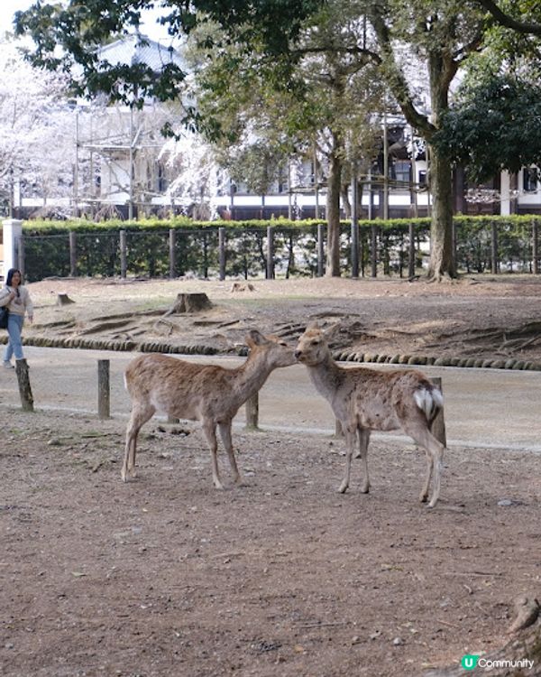 【旅遊日本】奈良親人鹿鹿公園 + 必食志津香