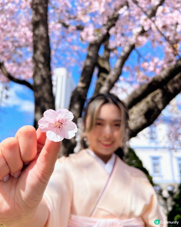 🌸【札幌和服體驗】租和服＋攝影師影櫻花全攻略