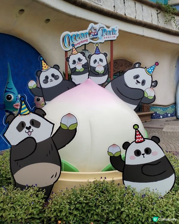 錯過再等一年！熊貓生日大派對倒數！Let's go!! 🐼