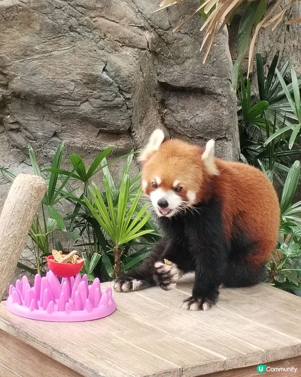 錯過再等一年！熊貓生日大派對倒數！Let's go!! 🐼