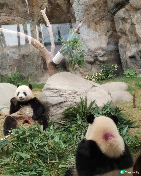 錯過再等一年！熊貓生日大派對倒數！Let's go!! 🐼