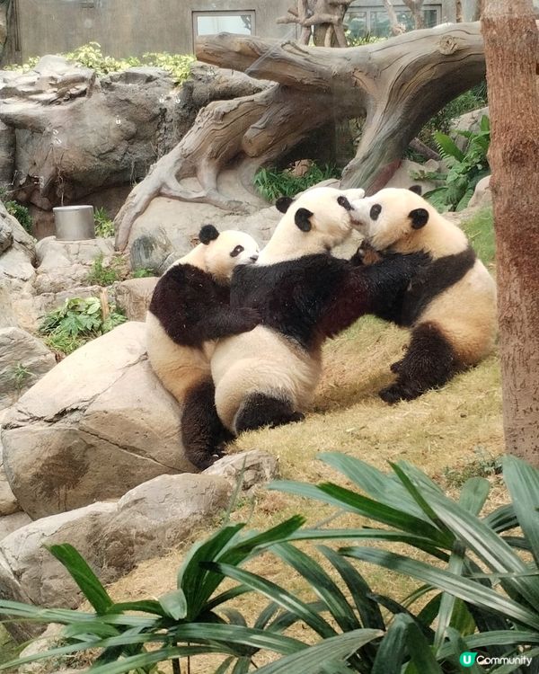 錯過再等一年！熊貓生日大派對倒數！Let's go!! 🐼
