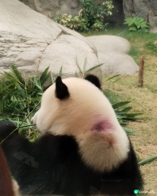 錯過再等一年！熊貓生日大派對倒數！Let's go!! 🐼