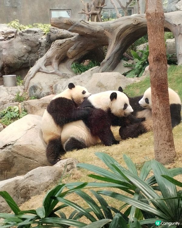 錯過再等一年！熊貓生日大派對倒數！Let's go!! 🐼