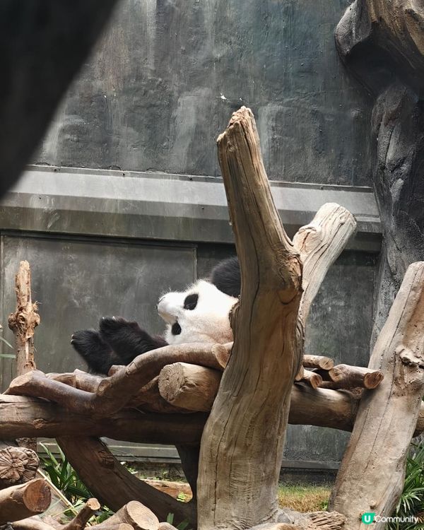 親子好去處🐼🌱🌿🌳海洋公園 玩轉夏日大熊貓生日大派對