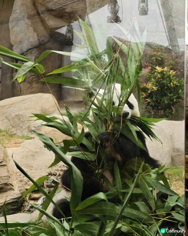 親子好去處🐼🌱🌿🌳海洋公園 玩轉夏日大熊貓生日大派對