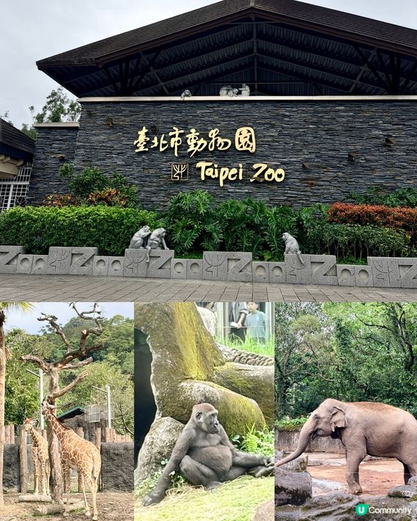 勁抵！台北動物園值回票價 🐒🌳