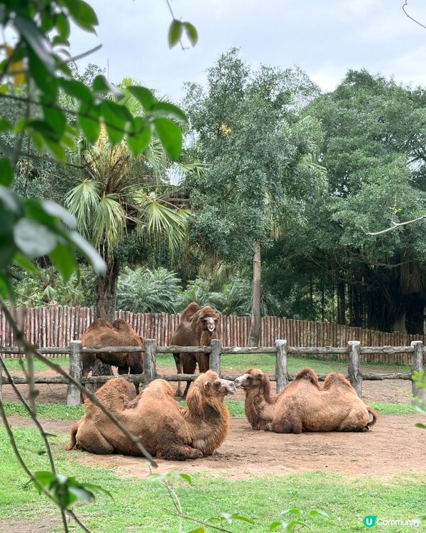勁抵！台北動物園值回票價 🐒🌳