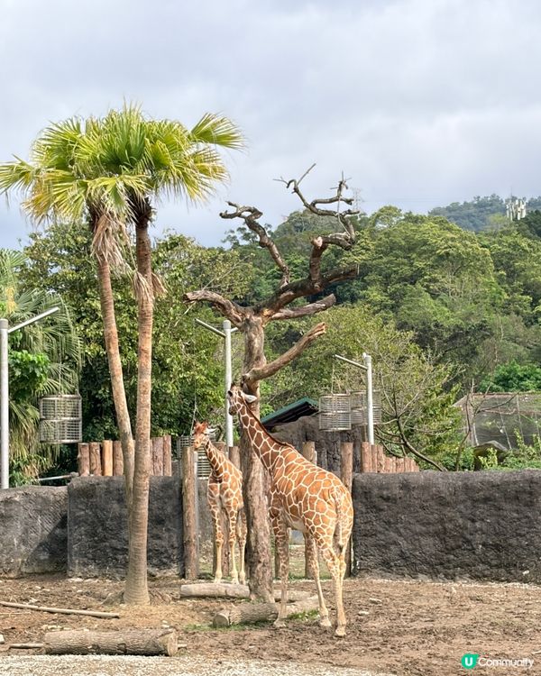勁抵！台北動物園值回票價 🐒🌳