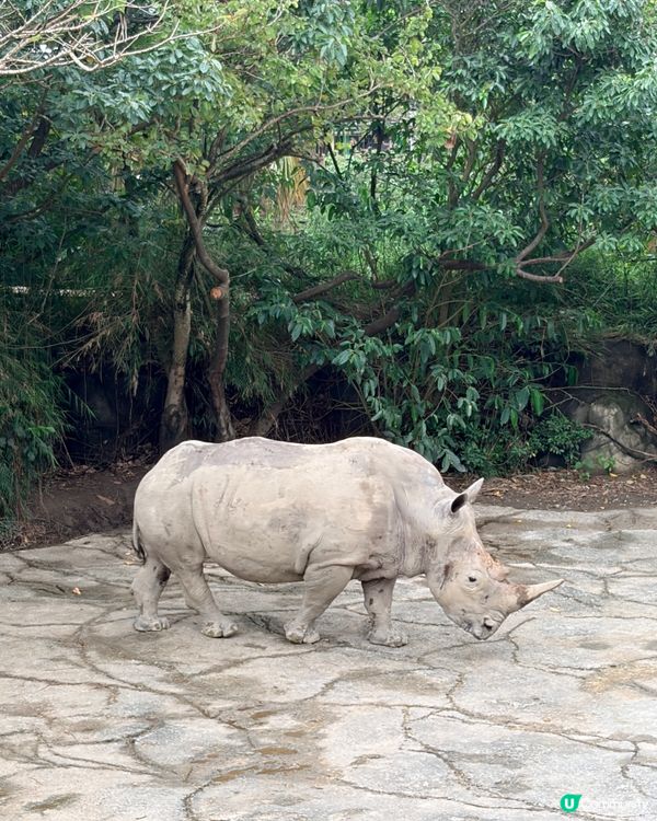 勁抵！台北動物園值回票價 🐒🌳