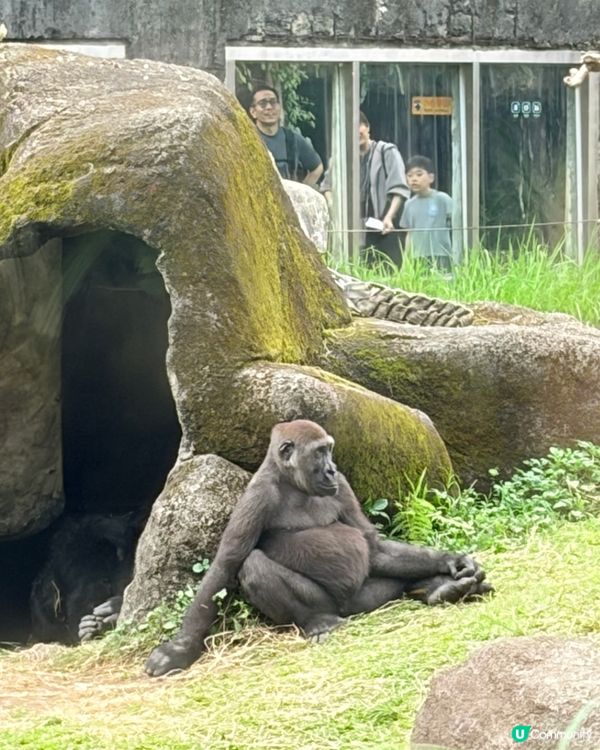 勁抵！台北動物園值回票價 🐒🌳
