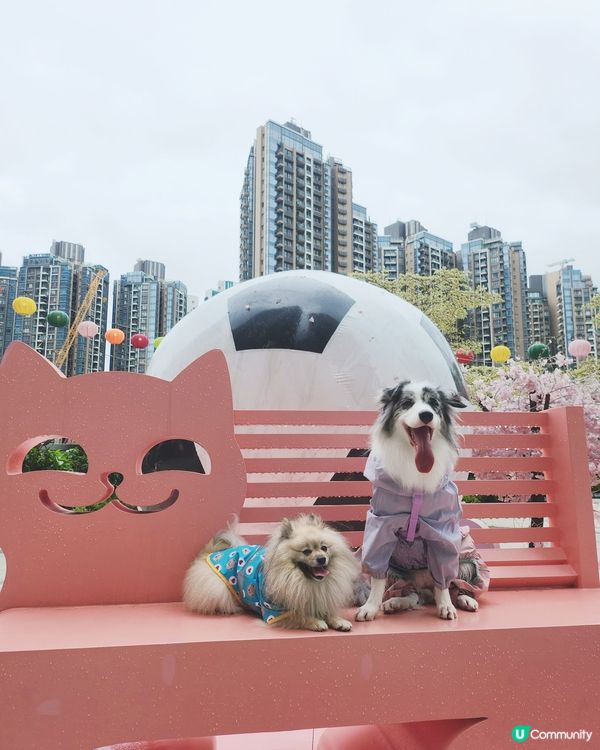 將軍澳中心 🐾 PAW PAW 狂歡夏水禮 💦☀️