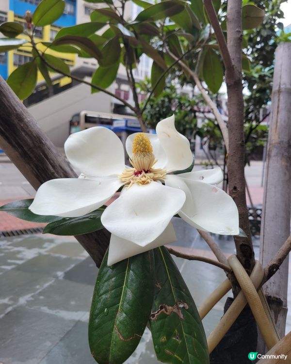 開花了