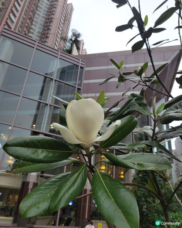 另一角度看花