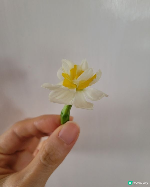 一朵水仙