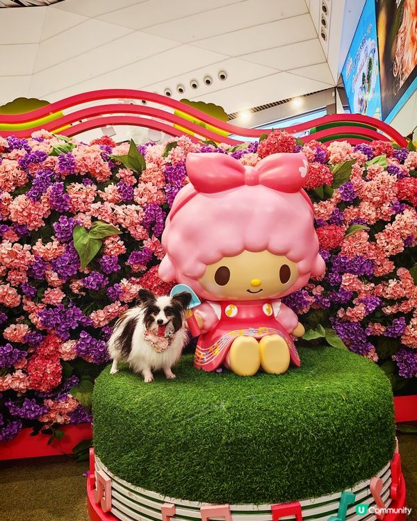 Sanrio characters x YOHO小麥肌旅行團