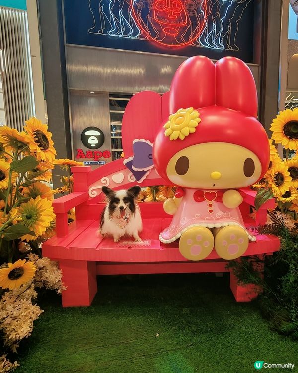 Sanrio characters x YOHO小麥肌旅行團