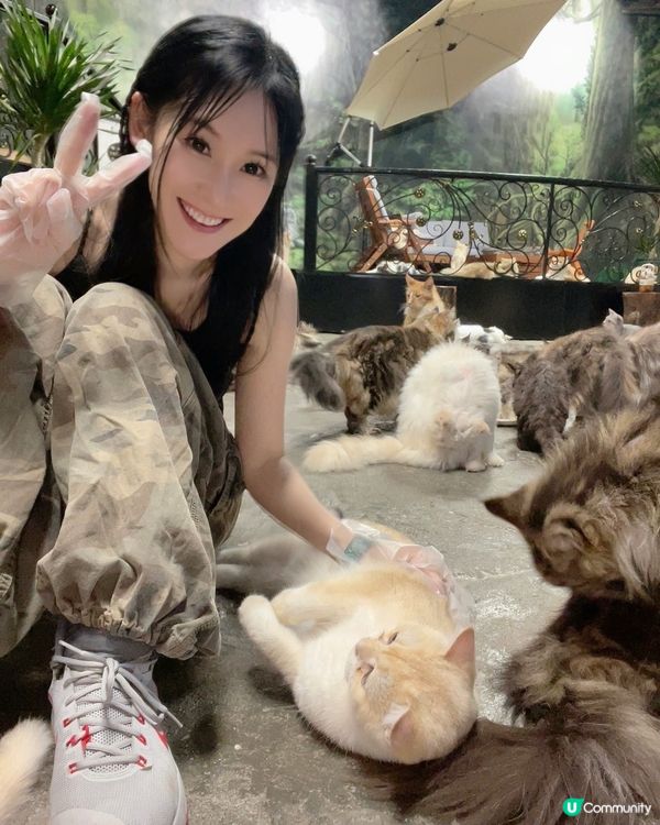 貓奴天堂！七百隻主子任擼😍 🐾
