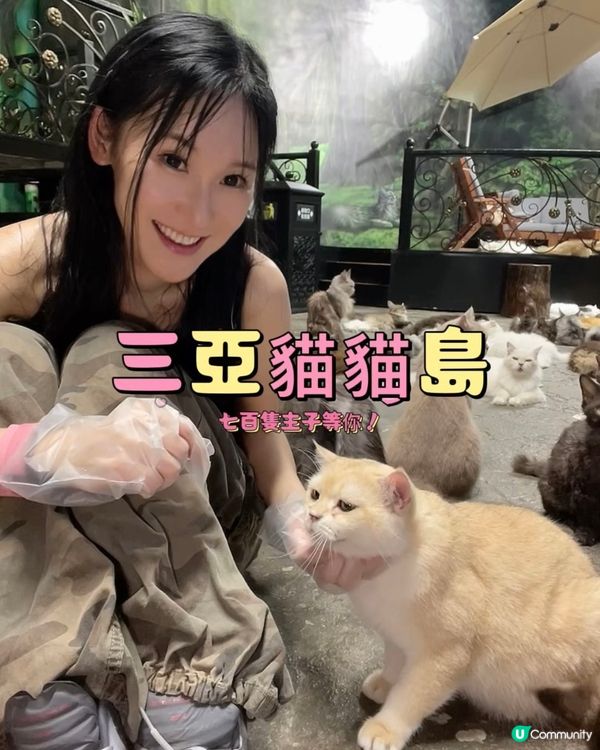 貓奴天堂！七百隻主子任擼😍 🐾
