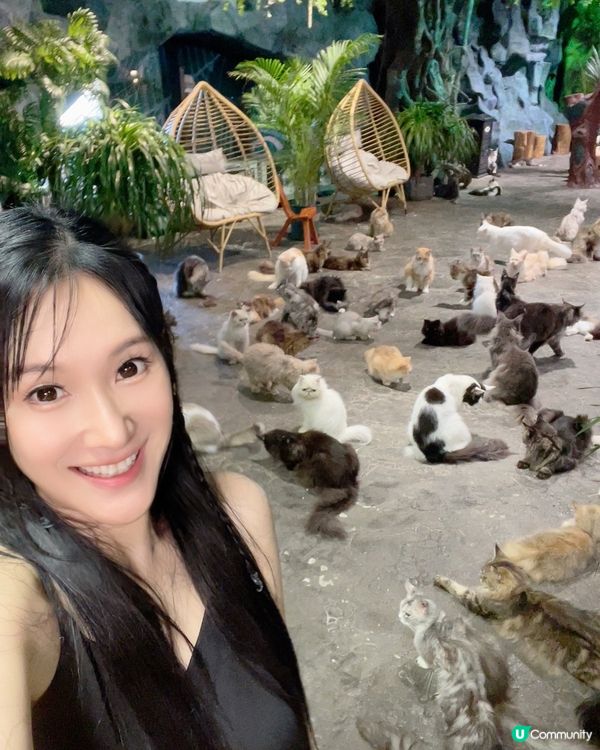 貓奴天堂！七百隻主子任擼😍 🐾