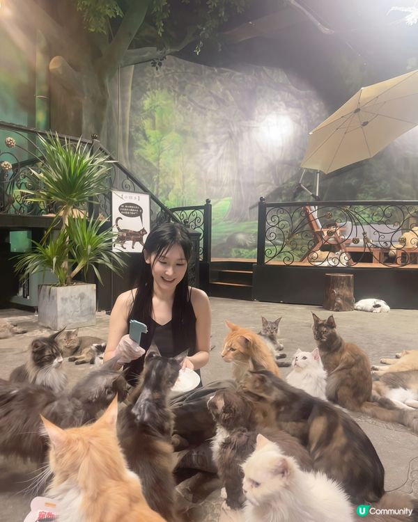 貓奴天堂！七百隻主子任擼😍 🐾