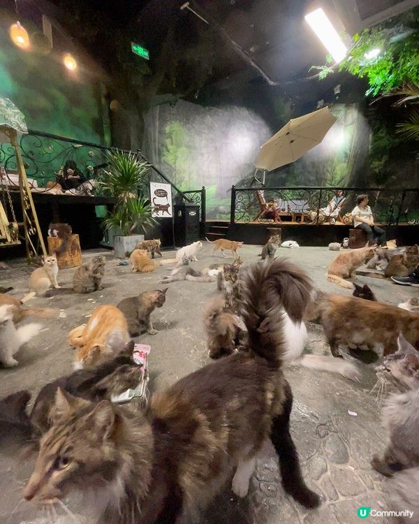 貓奴天堂！七百隻主子任擼😍 🐾