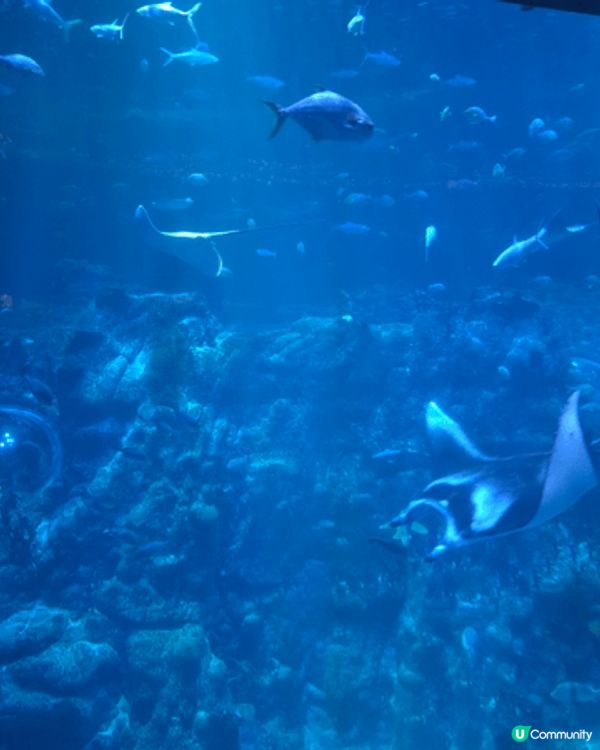 初次體驗海洋公園內的海龍王餐廳。海龍王餐廳是一間水族館餐廳，...