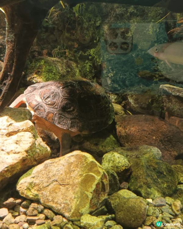 我最喜歡去海洋公園，主打海洋生態、水族館、熊貓館、威威天地、...