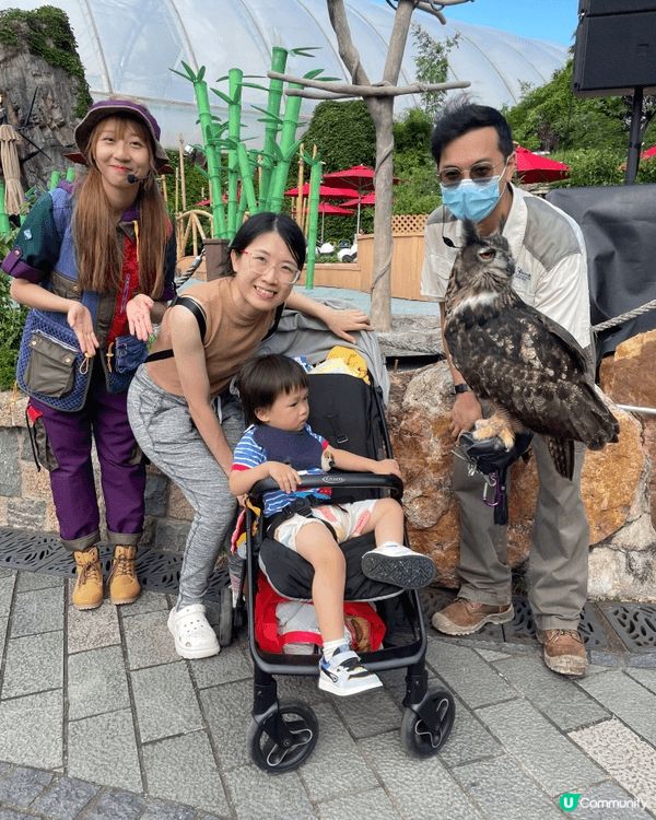 去海洋公園親親貓頭鷹