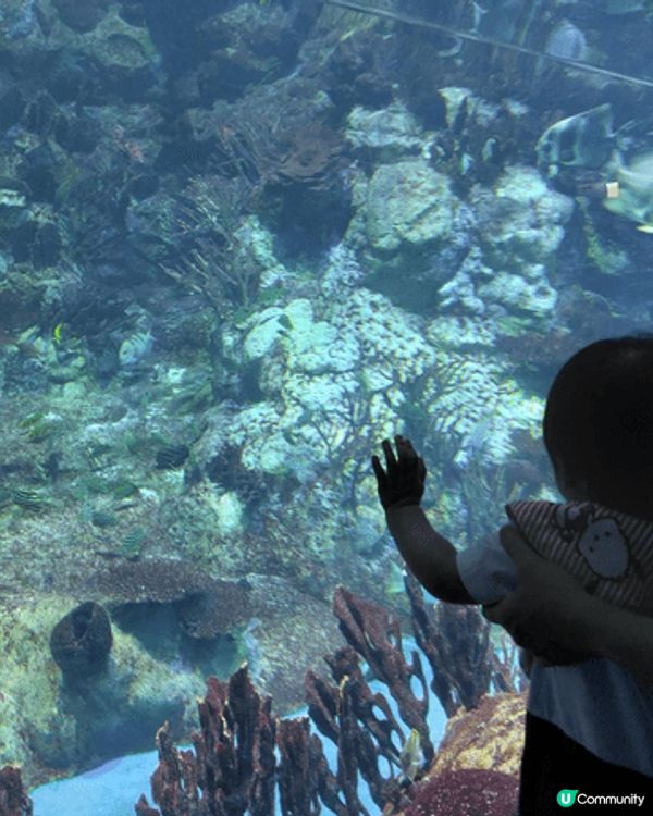 香港海洋公園結合動物保育、教育與刺激的機動遊戲，可以欣賞自然...