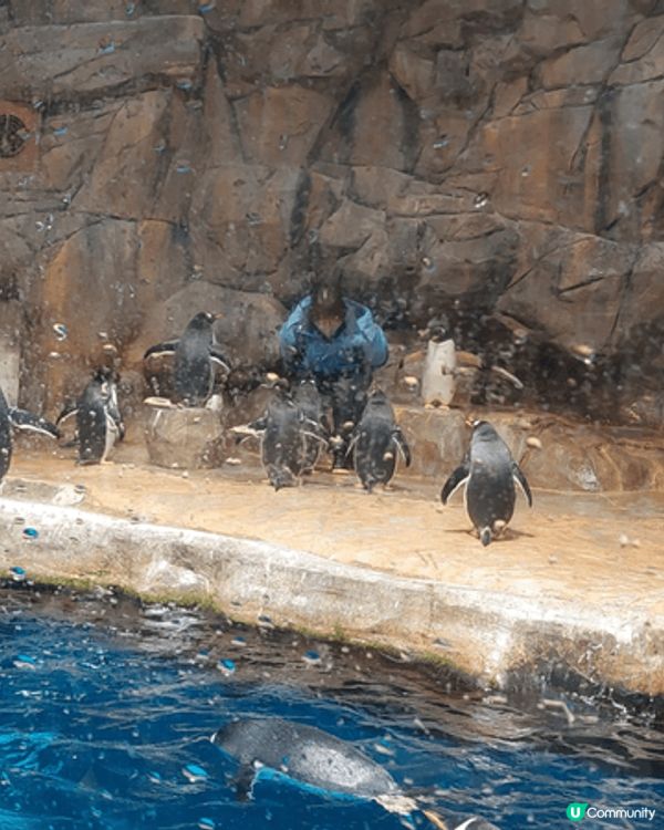 香港海洋公園結合動物保育、教育與刺激的機動遊戲，可以欣賞自然...