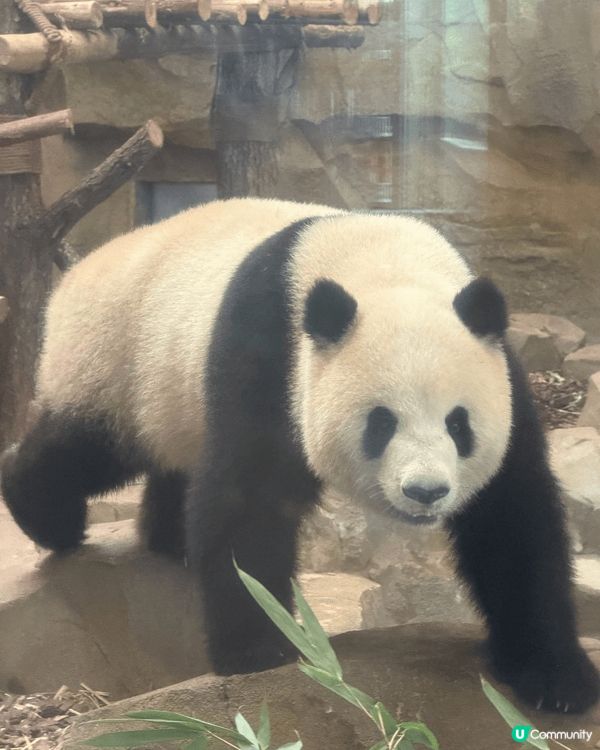 我真係超超超鍾意熊貓啊！佢哋無論係食嘢、玩耍定係瞓覺都超可愛...