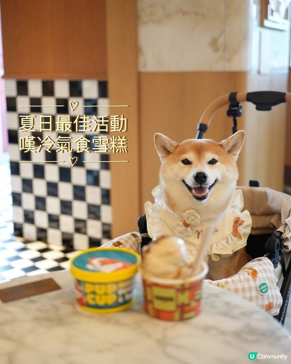 🏔️山頂意外驚喜·寵物友善雪糕店🍦
