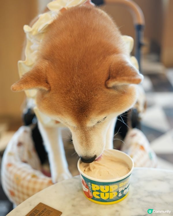 🏔️山頂意外驚喜·寵物友善雪糕店🍦