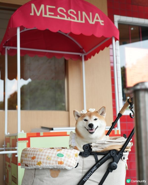 🏔️山頂意外驚喜·寵物友善雪糕店🍦