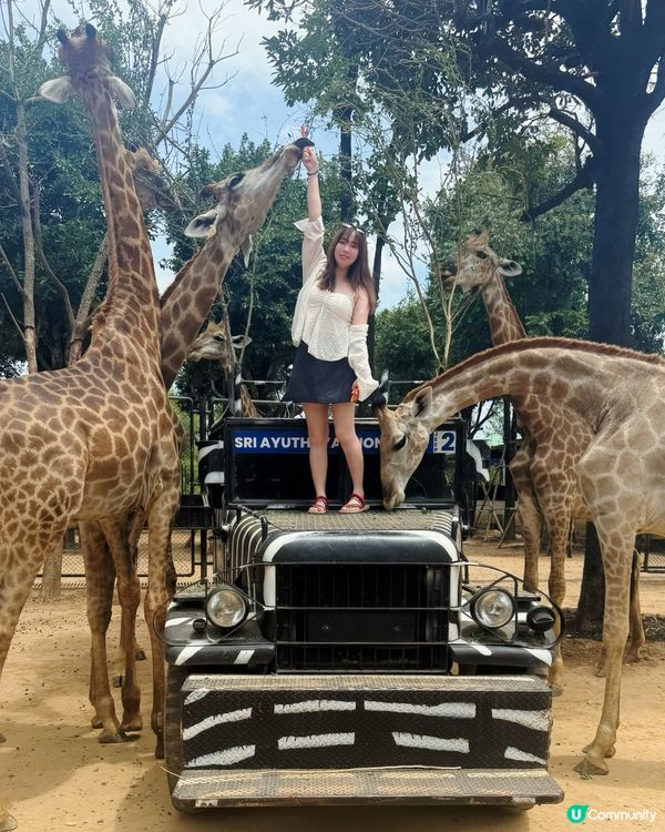 曼谷旅行必玩清單 - 大城獅子動物園🦒