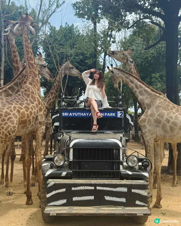 曼谷旅行必玩清單 - 大城獅子動物園🦒
