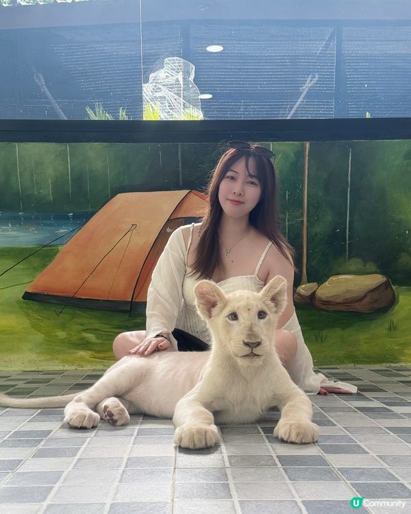 曼谷旅行必玩清單 - 大城獅子動物園🦒