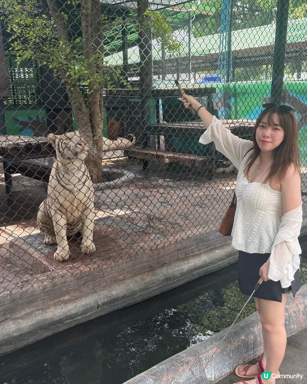 曼谷旅行必玩清單 - 大城獅子動物園🦒