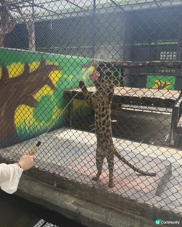 曼谷旅行必玩清單 - 大城獅子動物園🦒