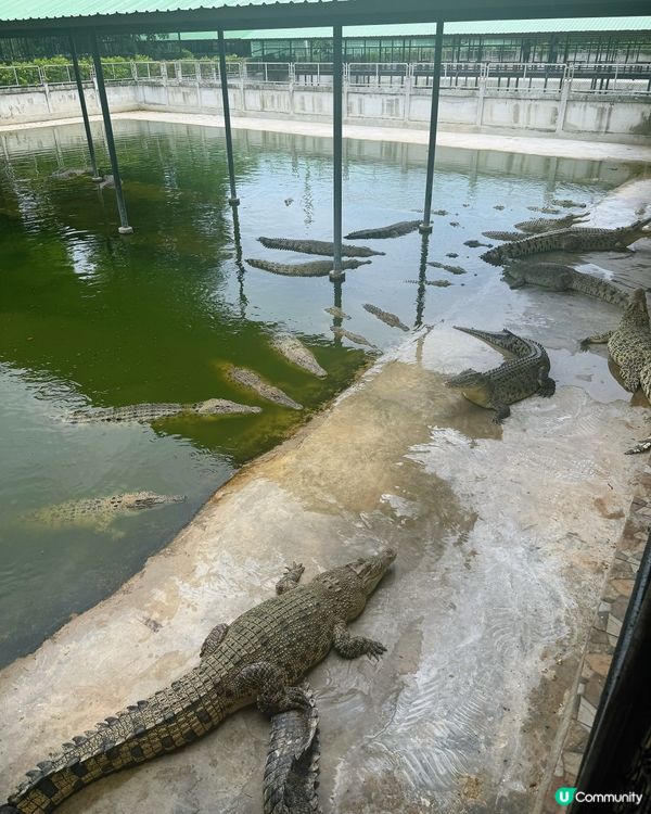曼谷旅行必玩清單 - 大城獅子動物園🦒
