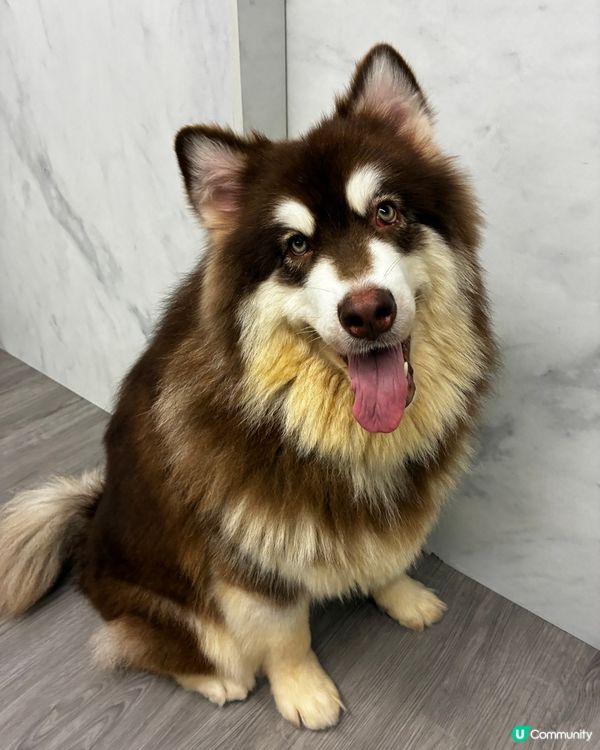 狗仔充電站🐶🐶