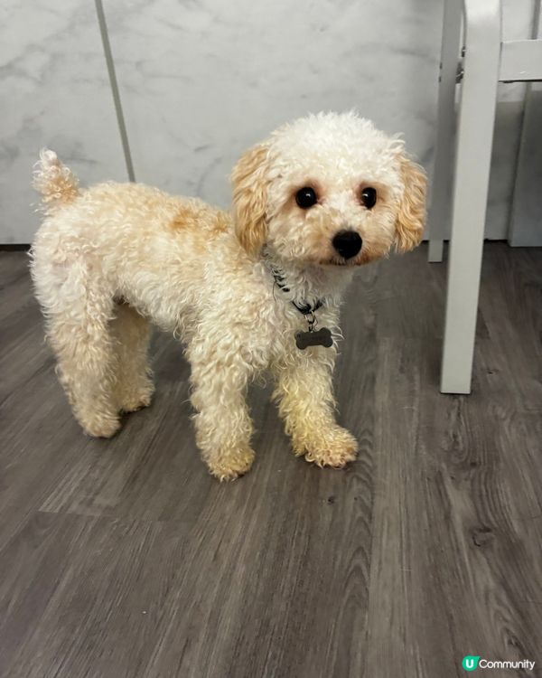 狗仔充電站🐶🐶
