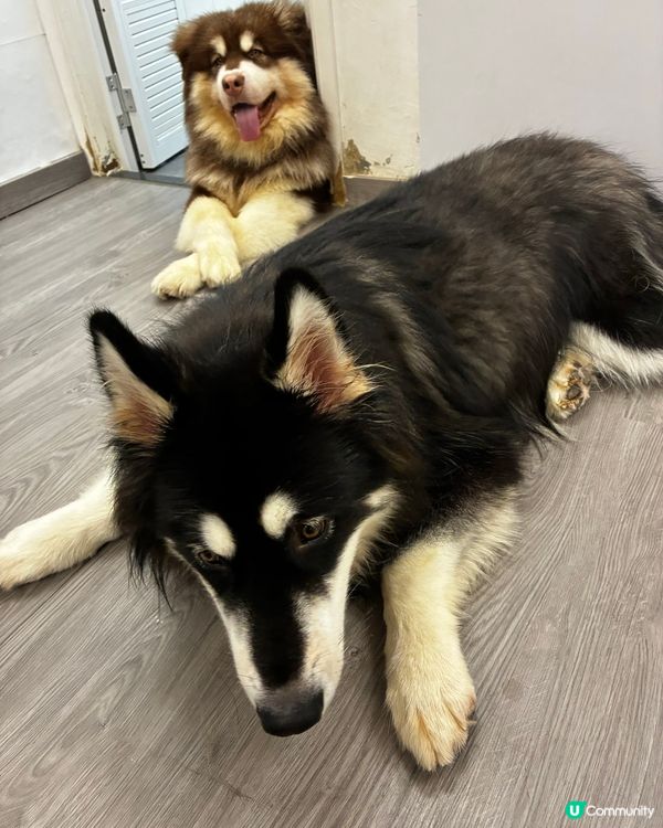 狗仔充電站🐶🐶