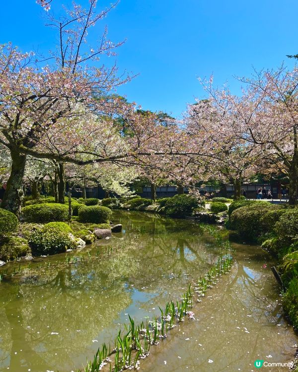 日本三大名園🇯🇵🚶‍♀️ 一步一景捕捉詩意